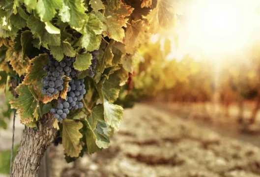 시드니 근교 투어