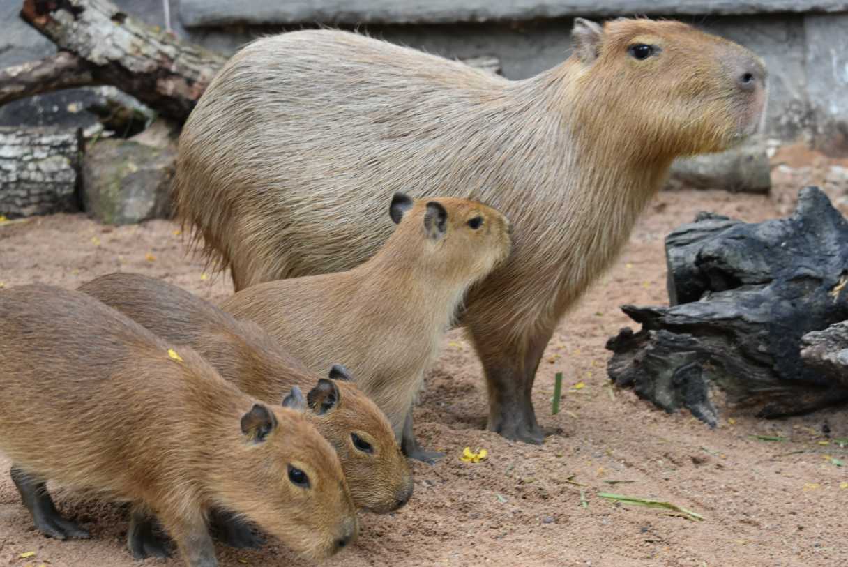 แก๊งคาปิบาร่า - สวนสัตว์เปิดเขาเขียว