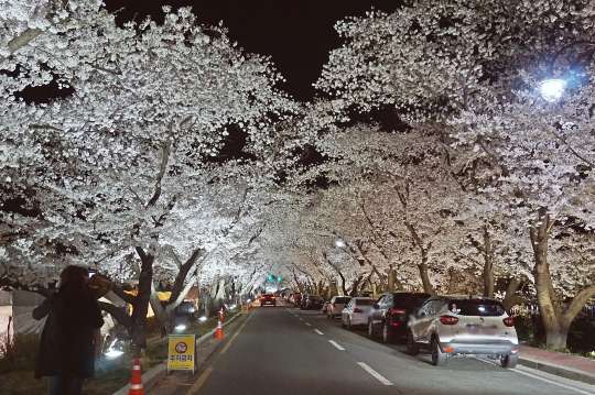 경주 벚꽃 야경