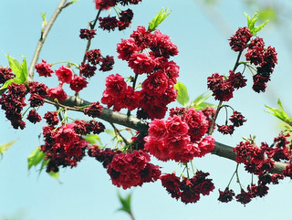 陽明山, 四季美景