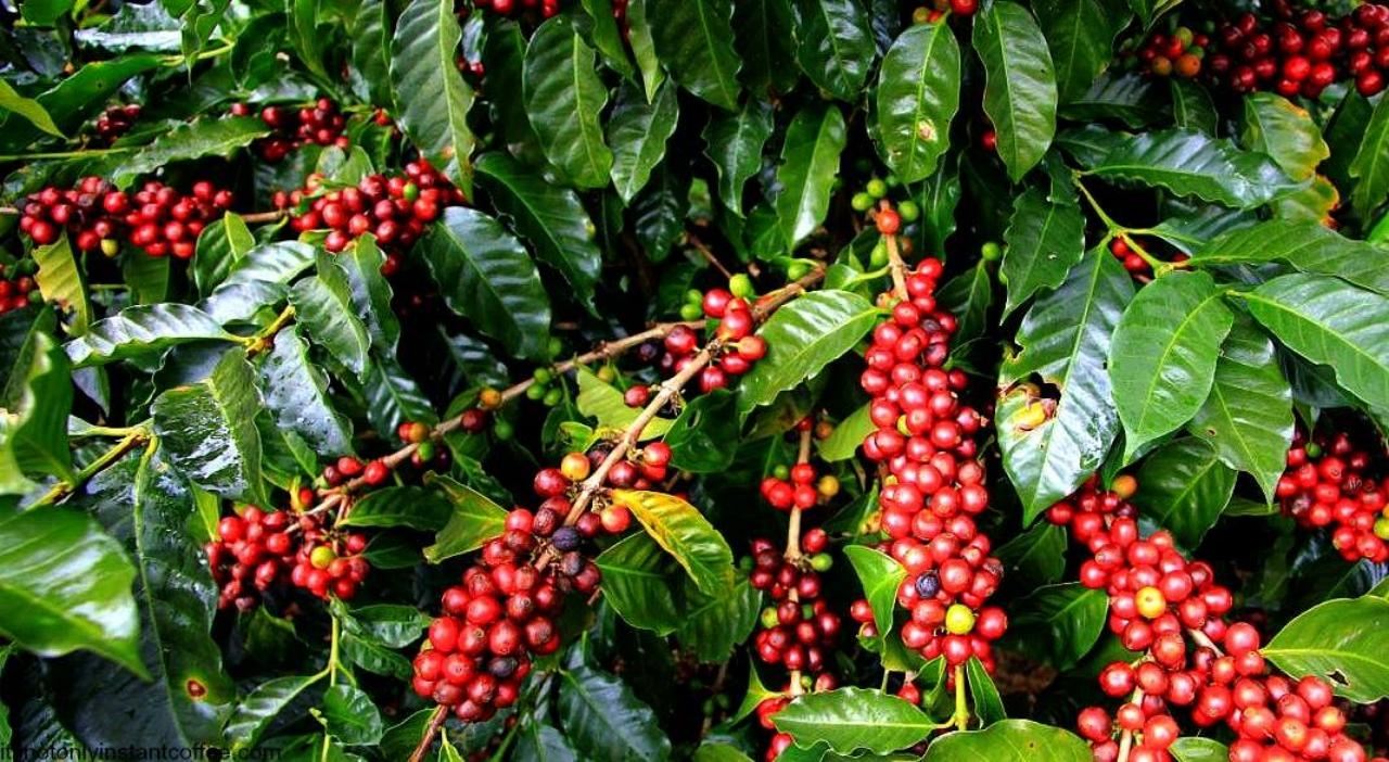 เมล็ดกาแฟจากดอยดัง - ของฝากเชียงใหม่