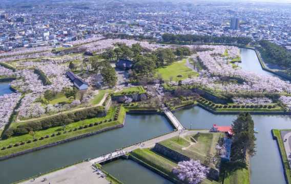 일본 벚꽃 고료카쿠