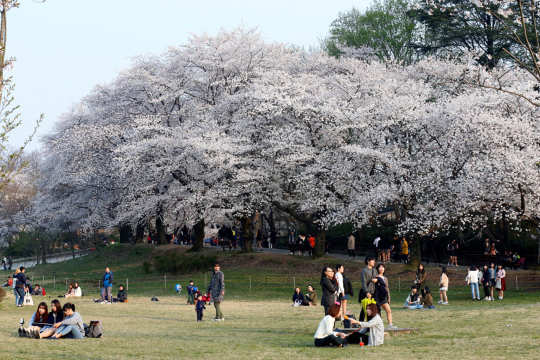 전주 벚꽃 여행