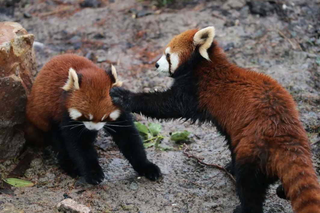 상하이 동물원