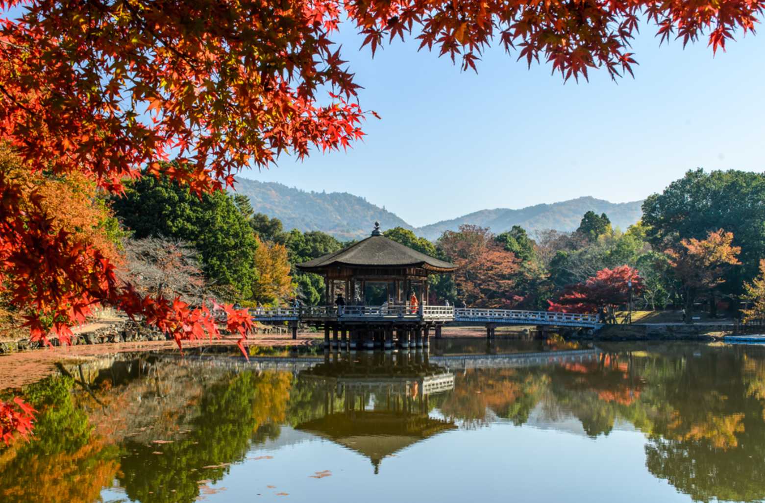 日本賞楓景點｜奈良 - 奈良公園