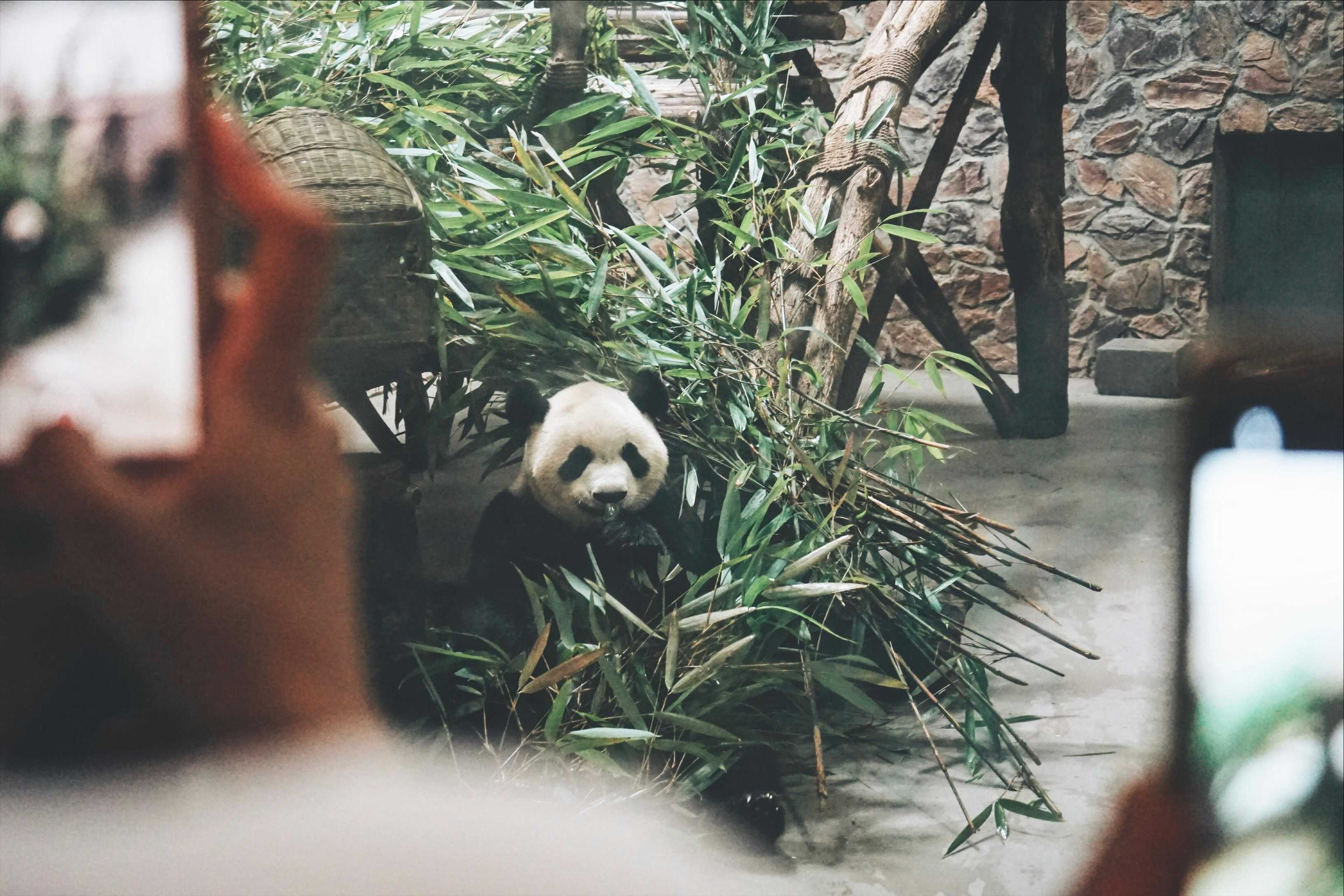 Погода в Чэнду