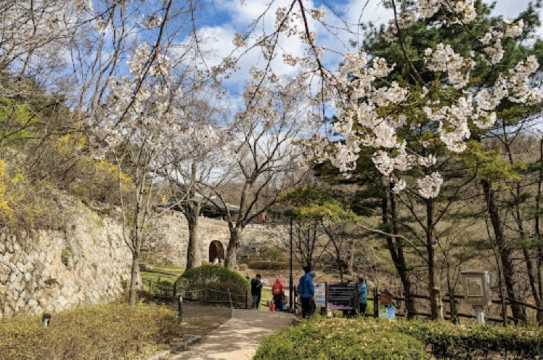 경기도 벚꽃 명소 성남