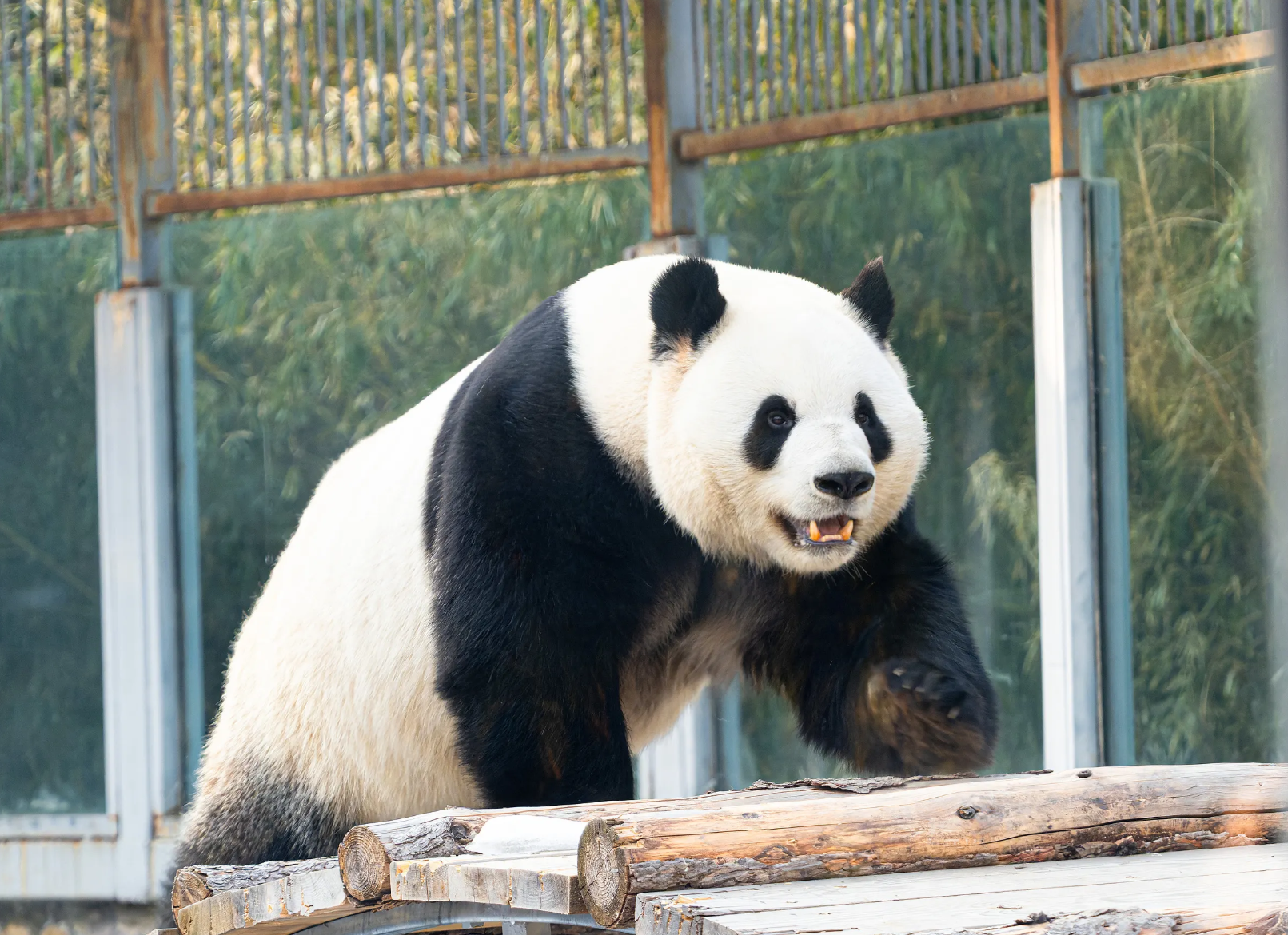 北京景點 #2｜北京動物園