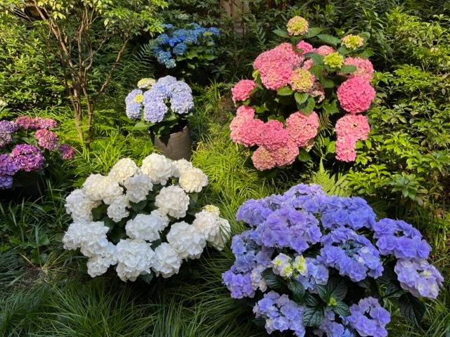 日本繡球花 | 花語