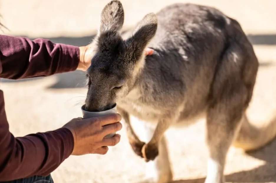 ใบตม. ออสเตรเลีย