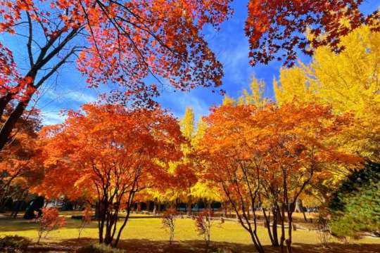 Nami Island Attraction #2: Maple Road