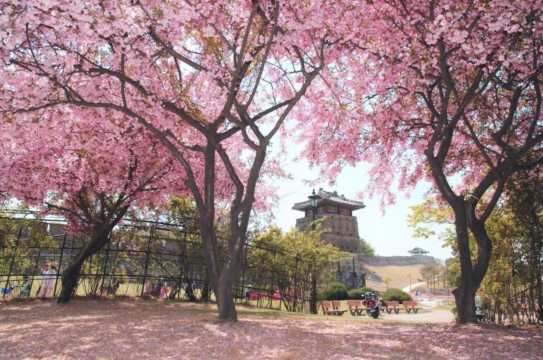 경기도 벚꽃 명소 수원