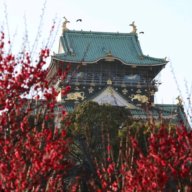 大阪城冬梅