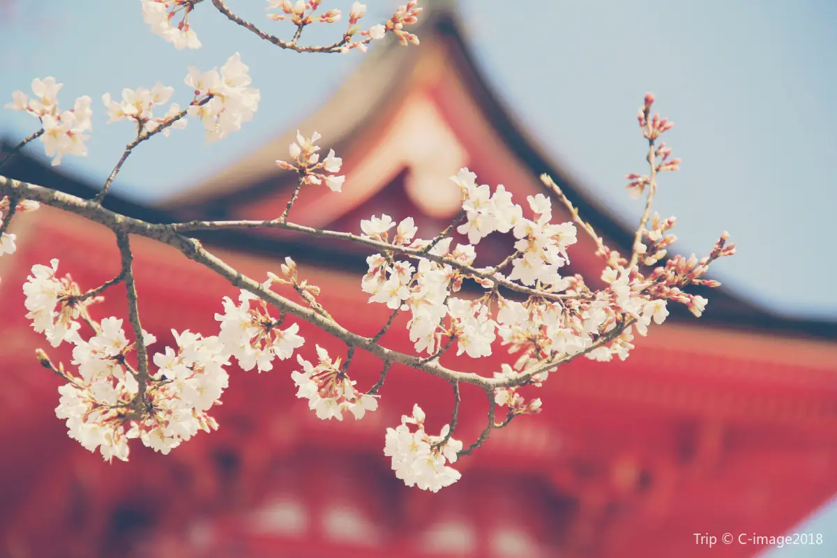 cherry blossom at Kiyomizu-dera Temple