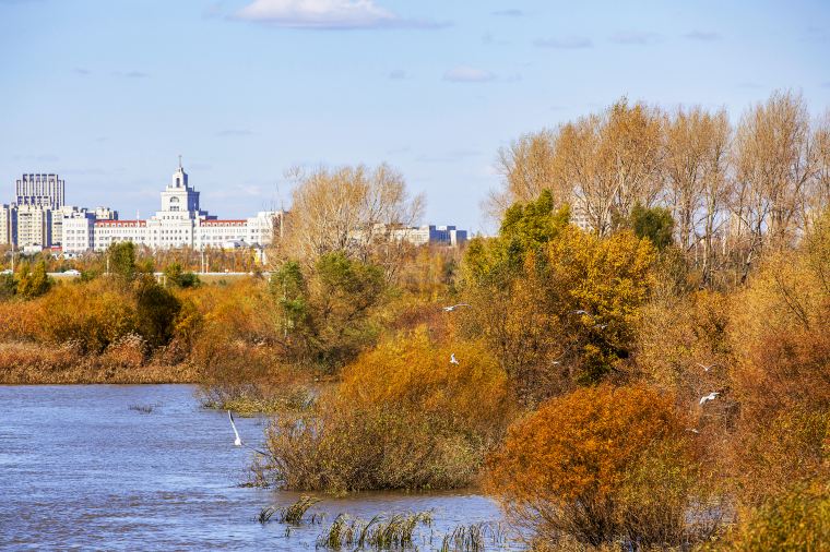 ฤดูใบไม้ร่วงในฮาร์บิน