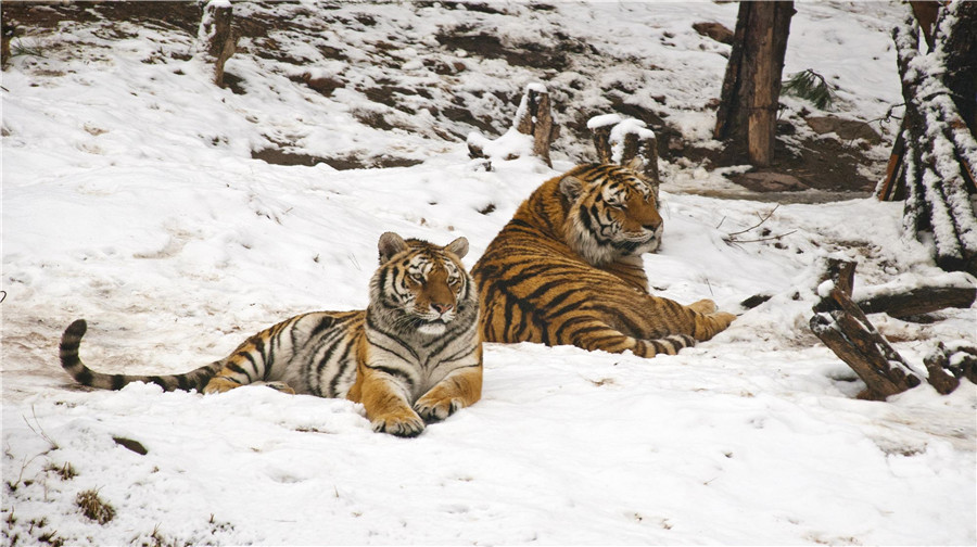 大連森林動物園