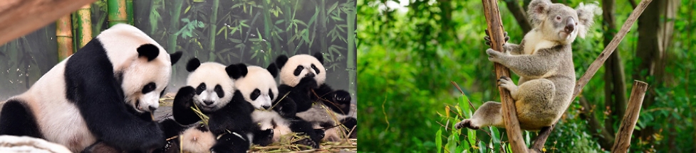 廣州長隆野生動物世界_動物