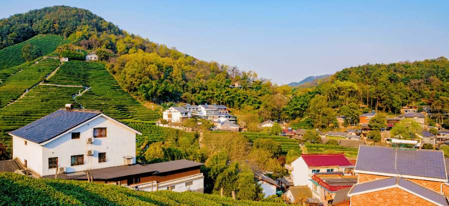 Plantations de thé Longjing et paysages ruraux traditionnels à Hangzhou