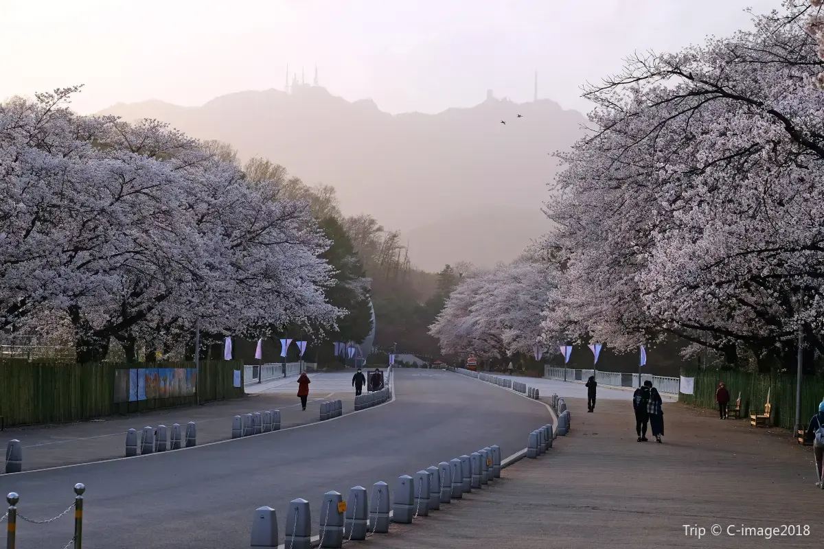 首爾大公園賞花攻略