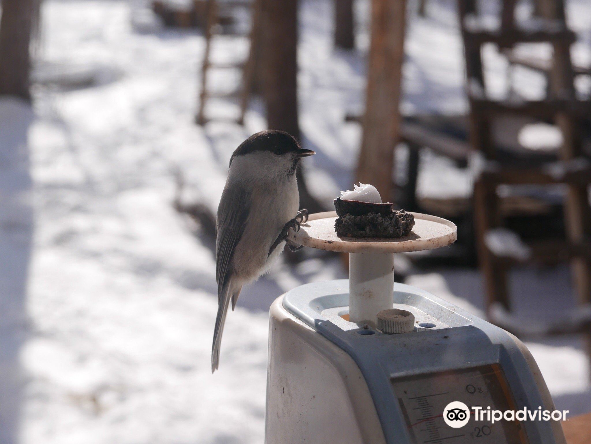 野鳥之森