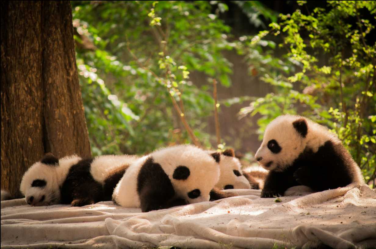 ศูนย์วิจัยแพนด้า