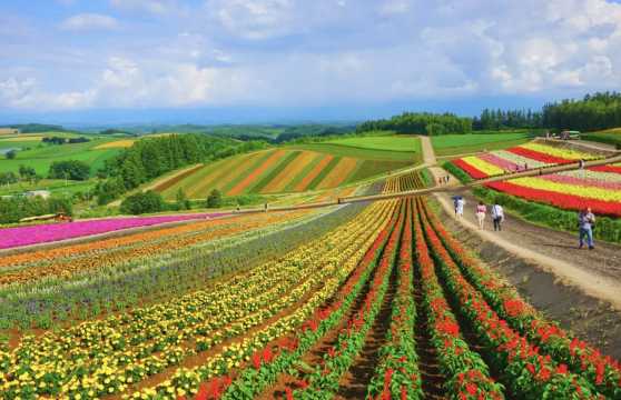 삿포로에서 비에이 봄