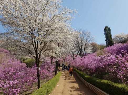 경기도 벚꽃 명소