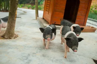 東莞觀瀾湖度假酒店動物園