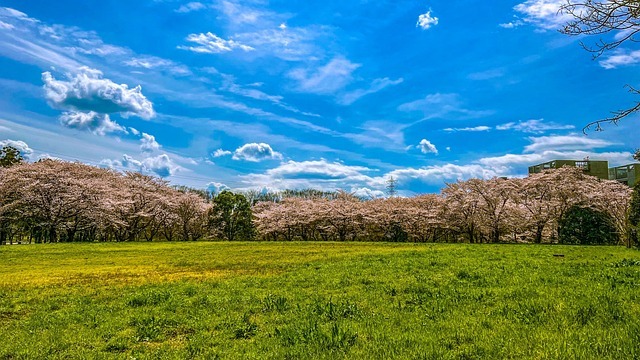 마쓰야마 벚꽃 여행