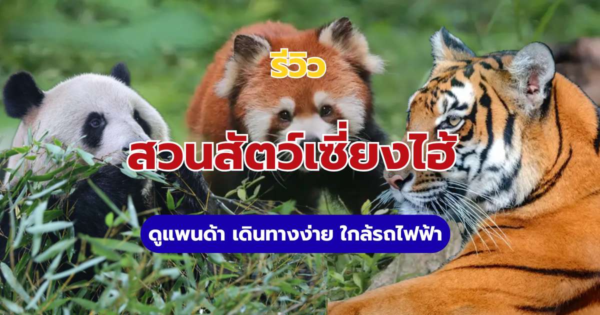 เที่ยวสวนสัตว์เซี่ยงไฮ้ 2569: ดูแพนด้า เดินทางง่ายด้วยรถไฟฟ้า | Trip.com