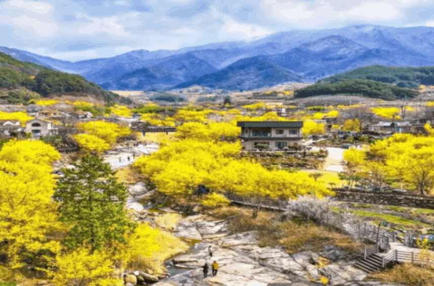 구례 산수유꽃축제