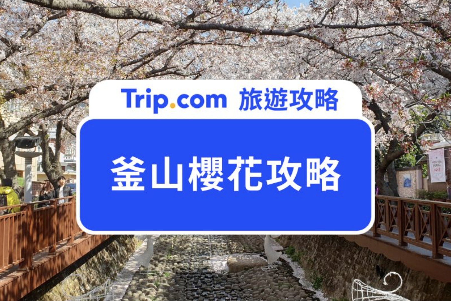 釜山櫻花