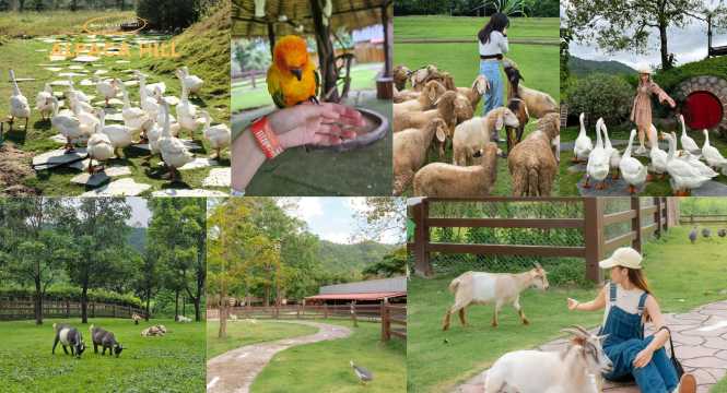 อัลปาก้า ฮิลล์ - ที่เที่ยวสวนผึ้ง