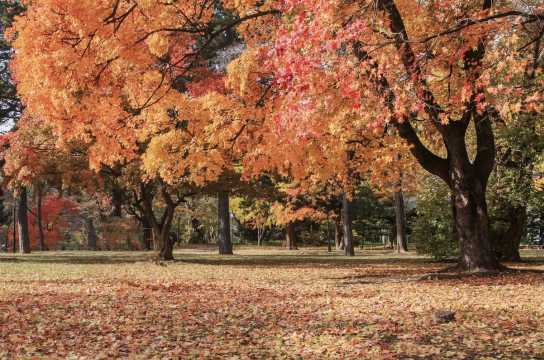삿포로 단풍 명소 추천