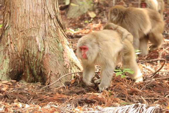 Japanese macaques