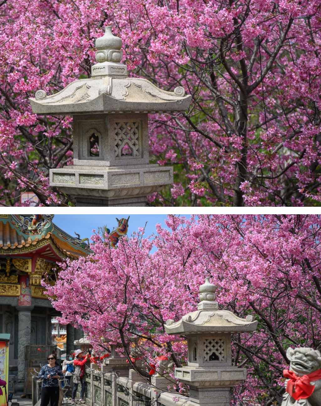 台北櫻花 | 竹林山觀音寺