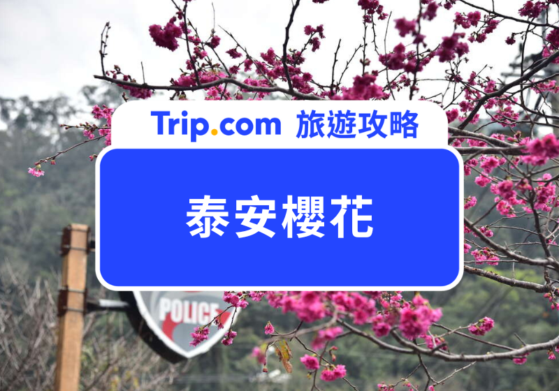 泰安櫻花