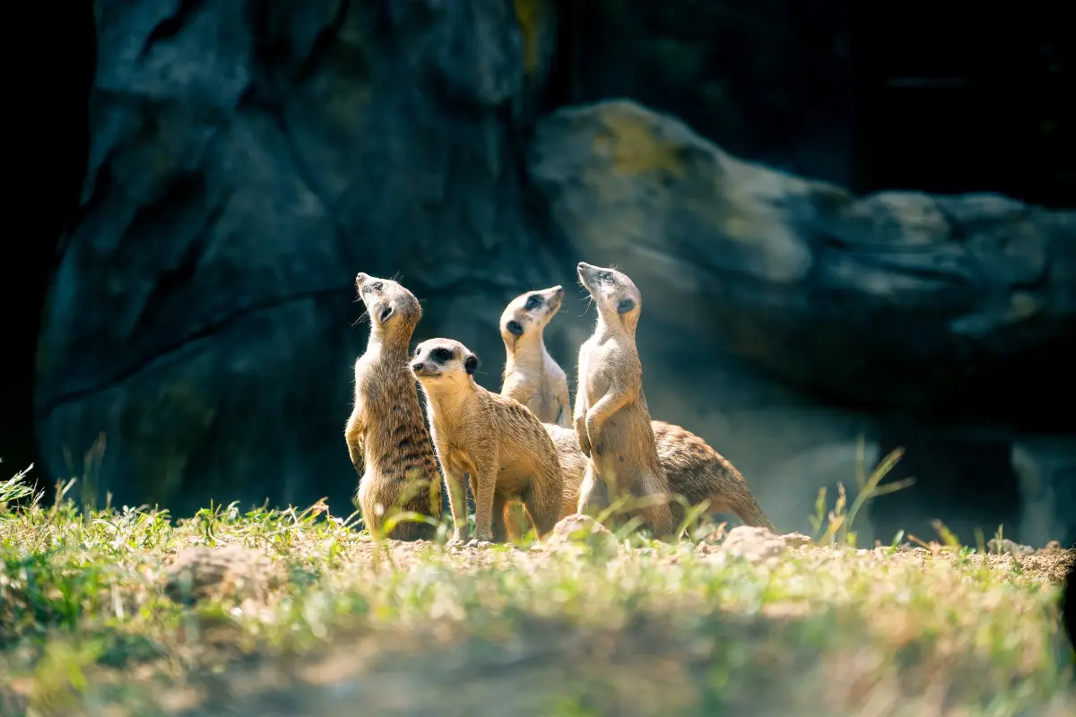 紅山森林動物園