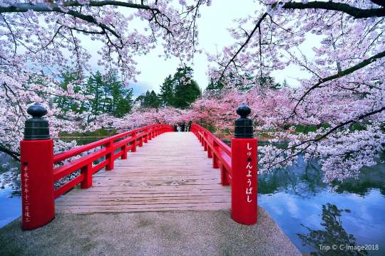 弘前公園櫻花大道