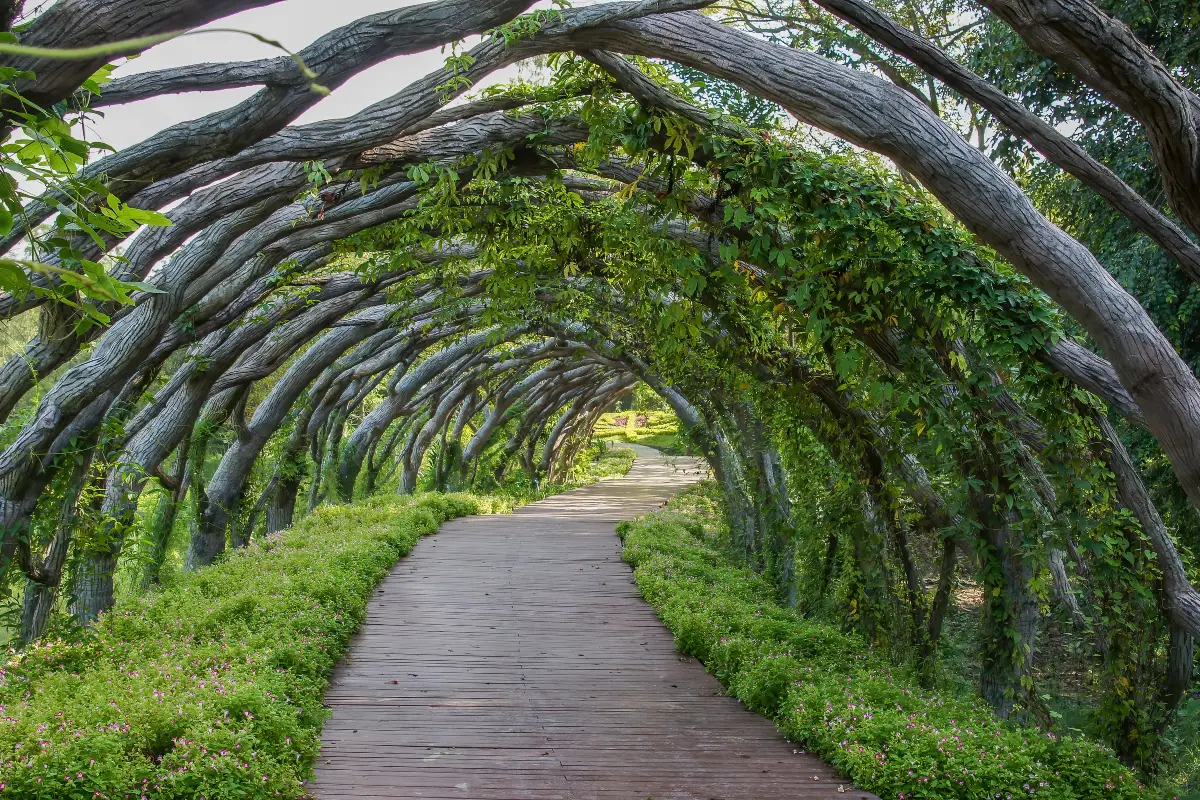 สวนพฤกษศาสตร์เภสัชกรรมในกวางสี