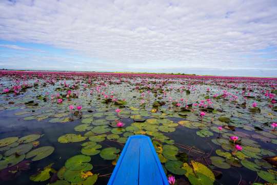 ล่องเรือชมบัวแดง