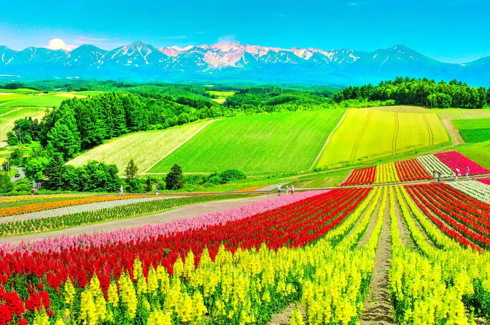 美瑛五彩花田