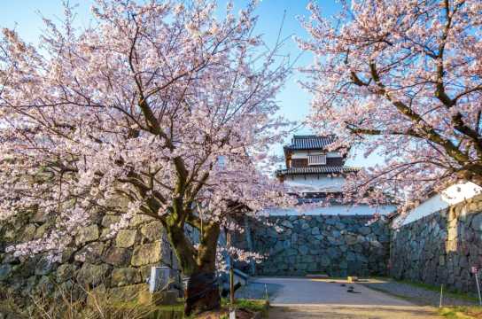 구마모토 벚꽃 개화시기
