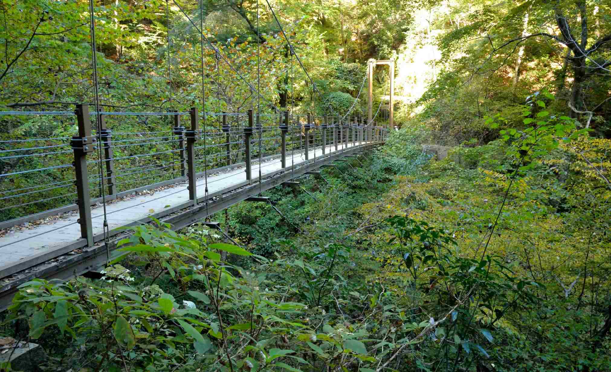 高尾山一日遊 | 行山徑
