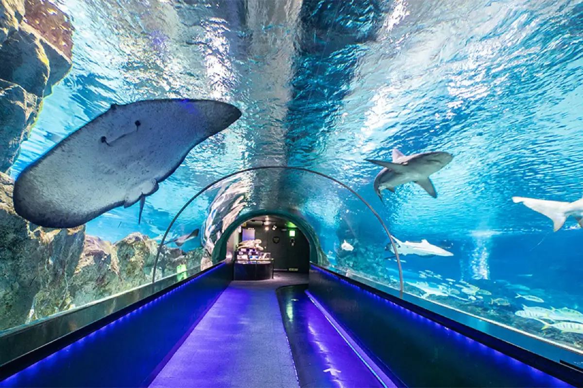 COEX AQUARIUM 水族館透明海底隧道