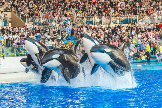 上海海昌海洋公園