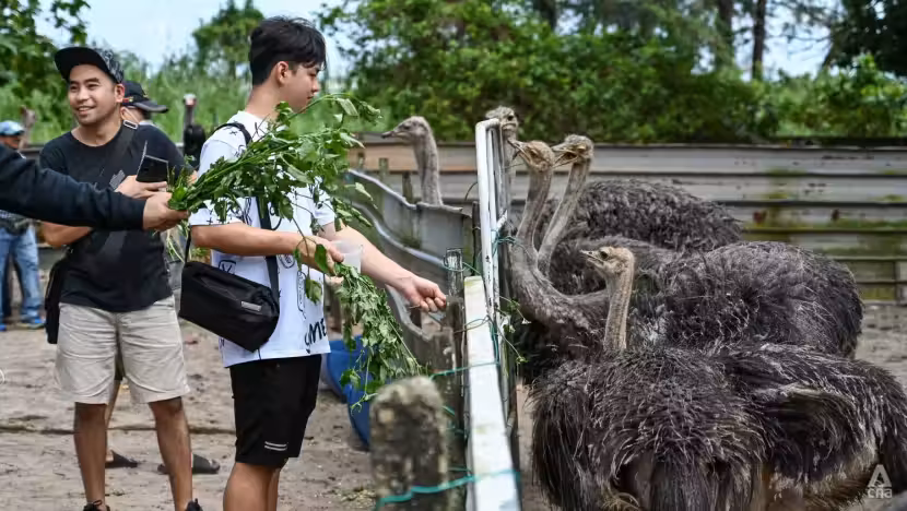 Desaru Ostrich Farm