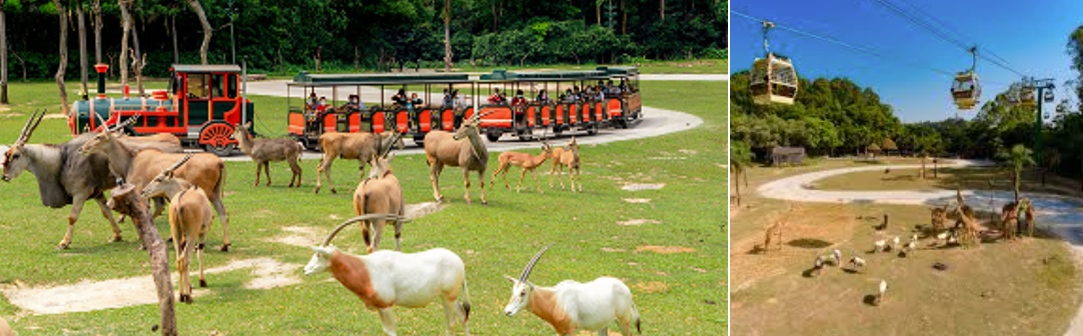 廣州長隆野生動物世界_觀賞動物