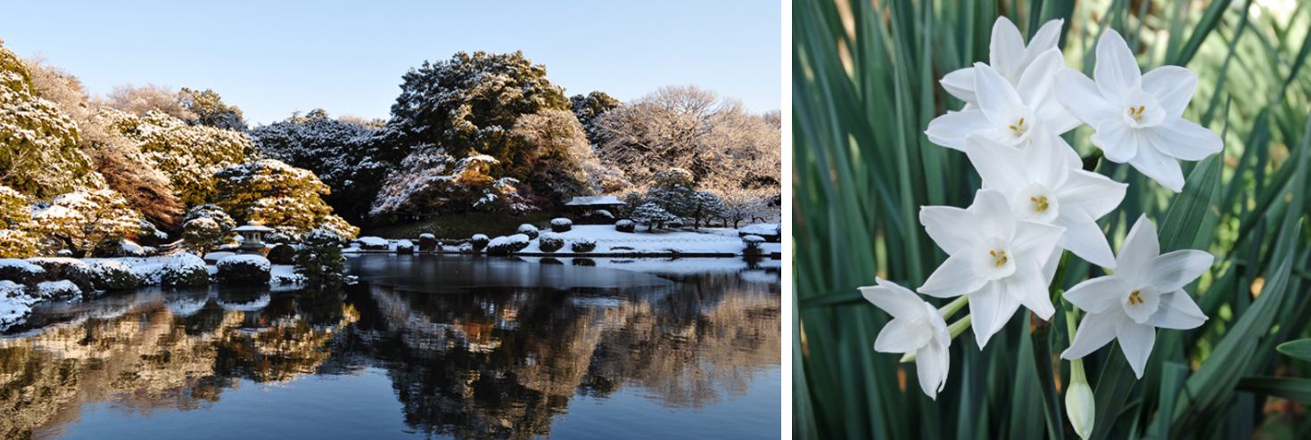 新宿御苑門票 | 冬天
