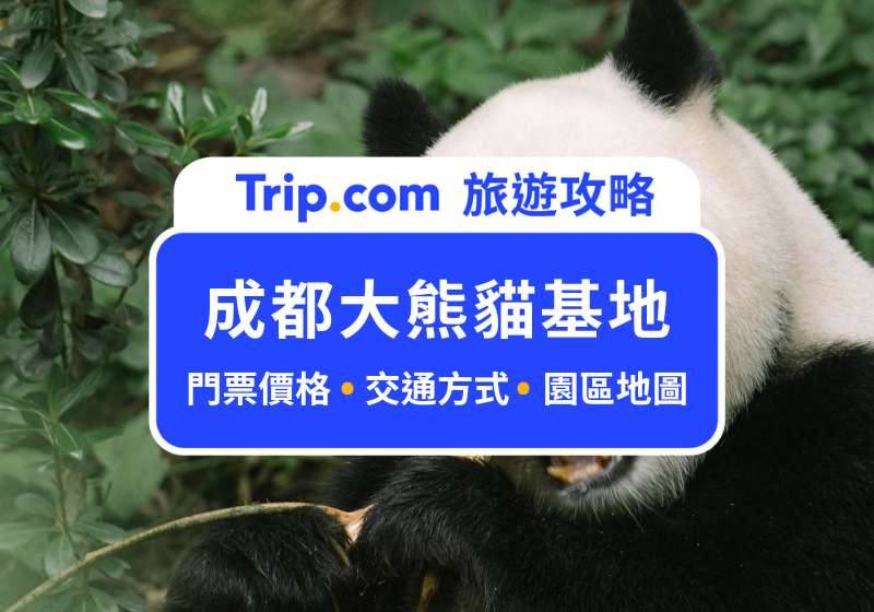 【成都大熊貓基地】成都最熱門熊貓基地，快來找熊貓界女明星花花吧～